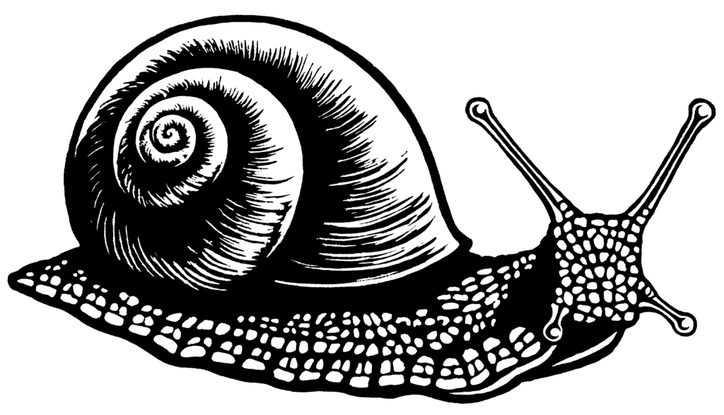 Snail Rebel Stop HS2 XR Lino Print Lino Cut Wood Cut Art PrintMaking Extinction Rebellion Miles Glyn Artist Activist Nonviolence Direct Action Drawing Illustration